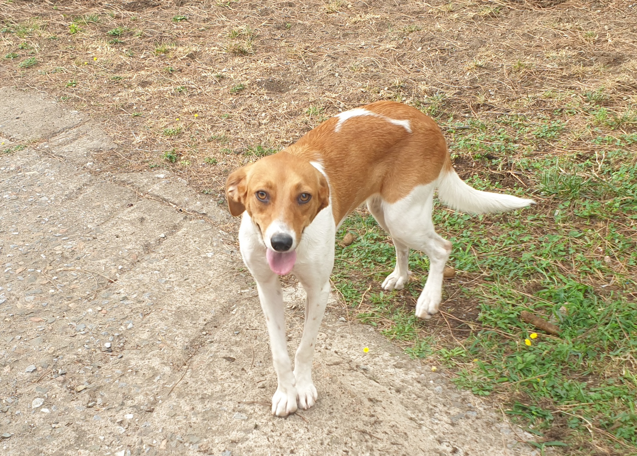 Adotta un cane dal canile di Cagliari: ecco Pegasa, affettuosa meticcia di un anno