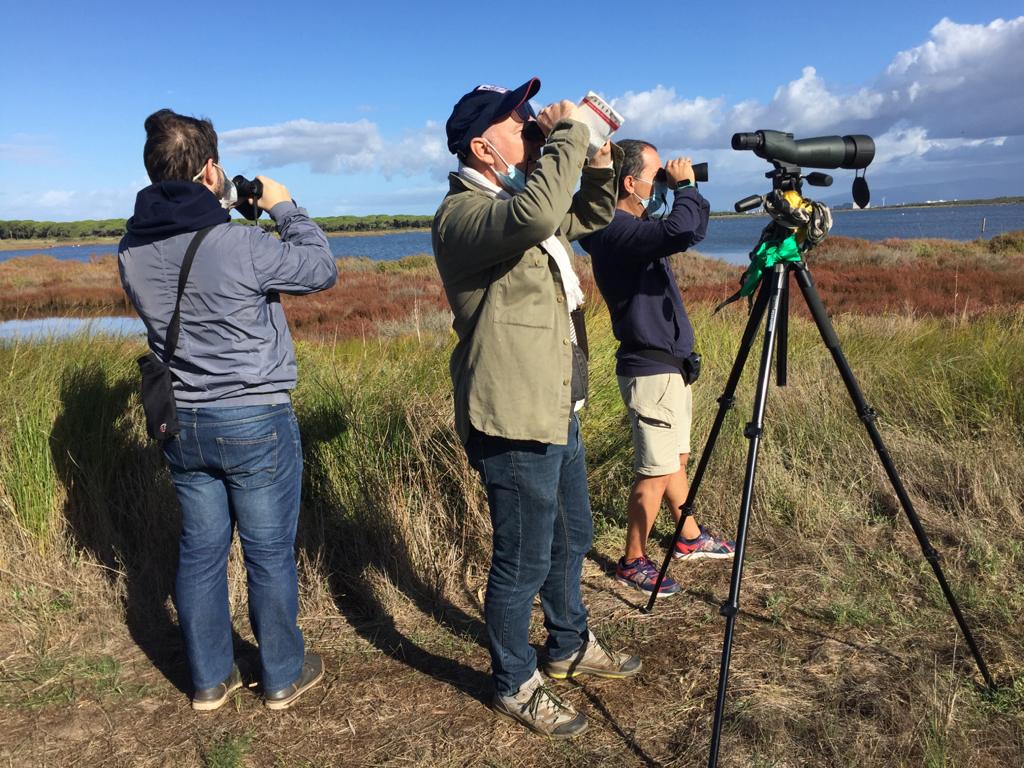 Censimento del falco pescatore, è record in Sardegna