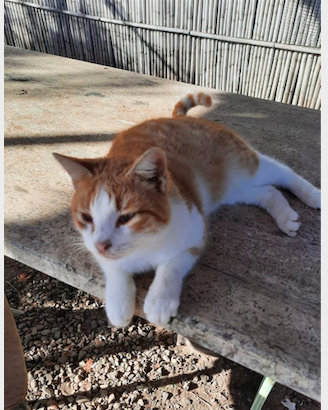 Capoterra: adozione del cuore per Zampetta, gattone coccolone