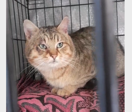 Radio Zampetta Sarda, aiutiamo un dolcissimo gattone tigrato