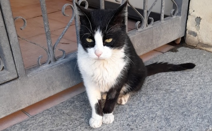 A Radio Zampetta Sarda l’appello per adottare Felix, rimasto senza casa