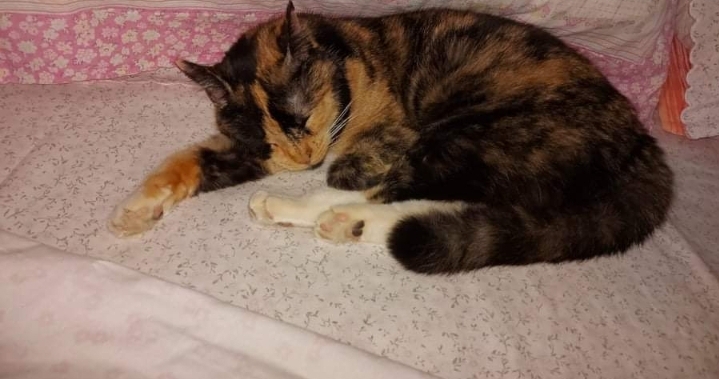 A Radio Zampetta Sarda l’appello di Teresa Giuffrida: “Aiutatemi a salvare la mia Middy dalla Fip”