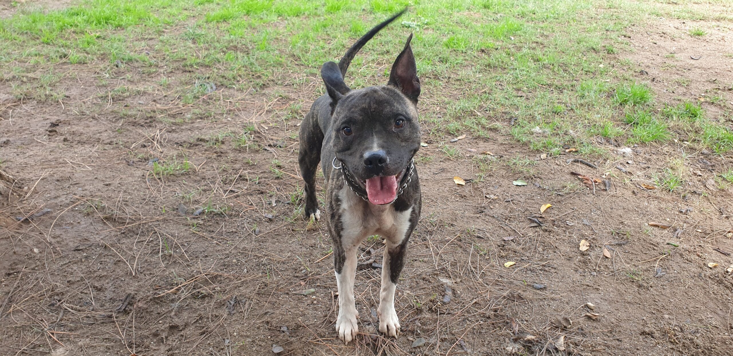 Adotta un cane dal canile di Cagliari: oggi vi presentiamo Totò