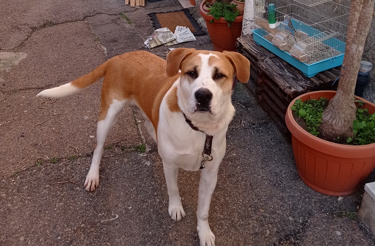 Appello a Radio Zampetta Sarda: “Il padrone sta male e il cagnolino rischia di finire al canile, adottatelo”