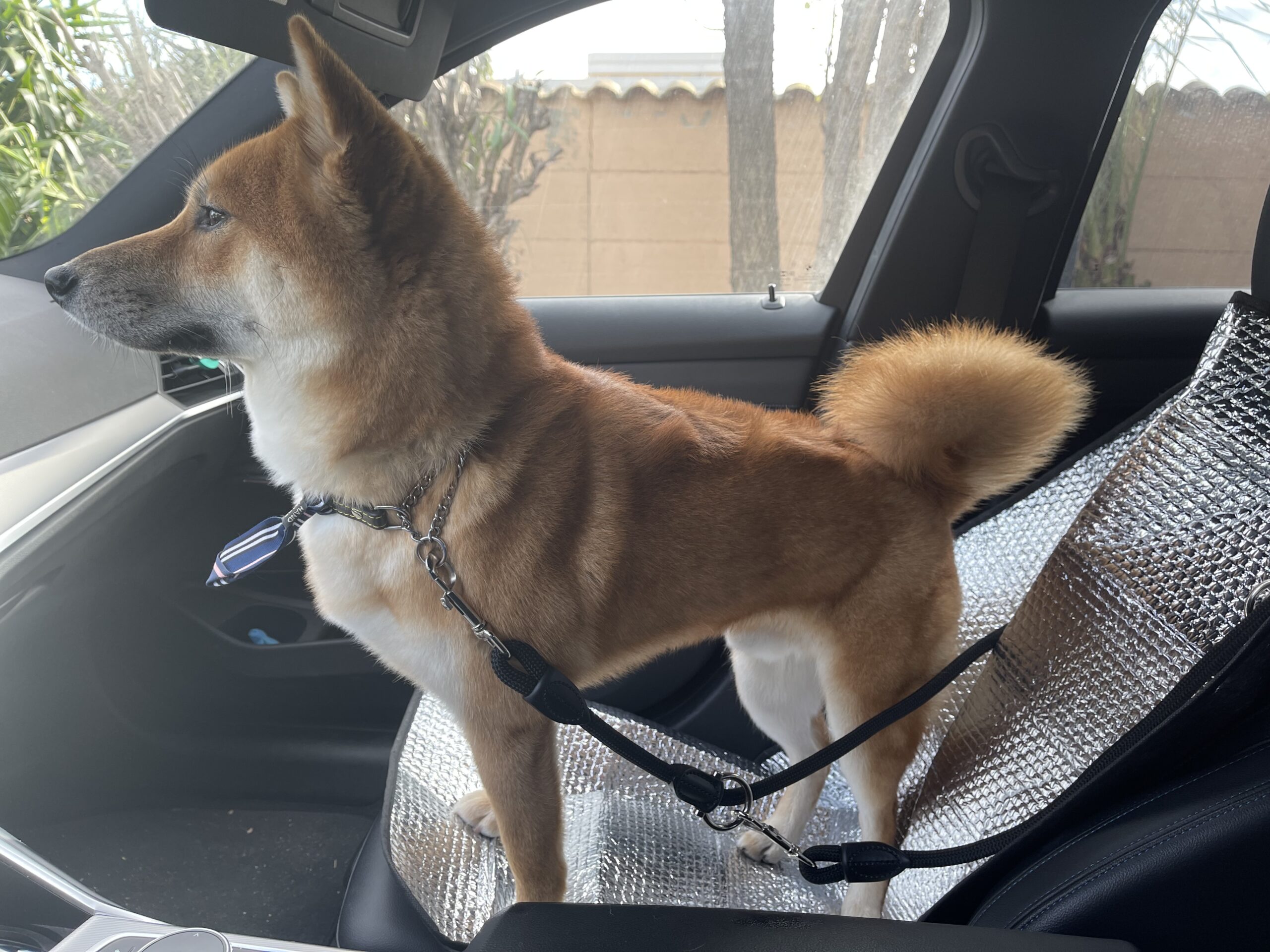 Aaa cercasi Sky, il cane scappato durante i botti nella zona del Marino: sos dei proprietari