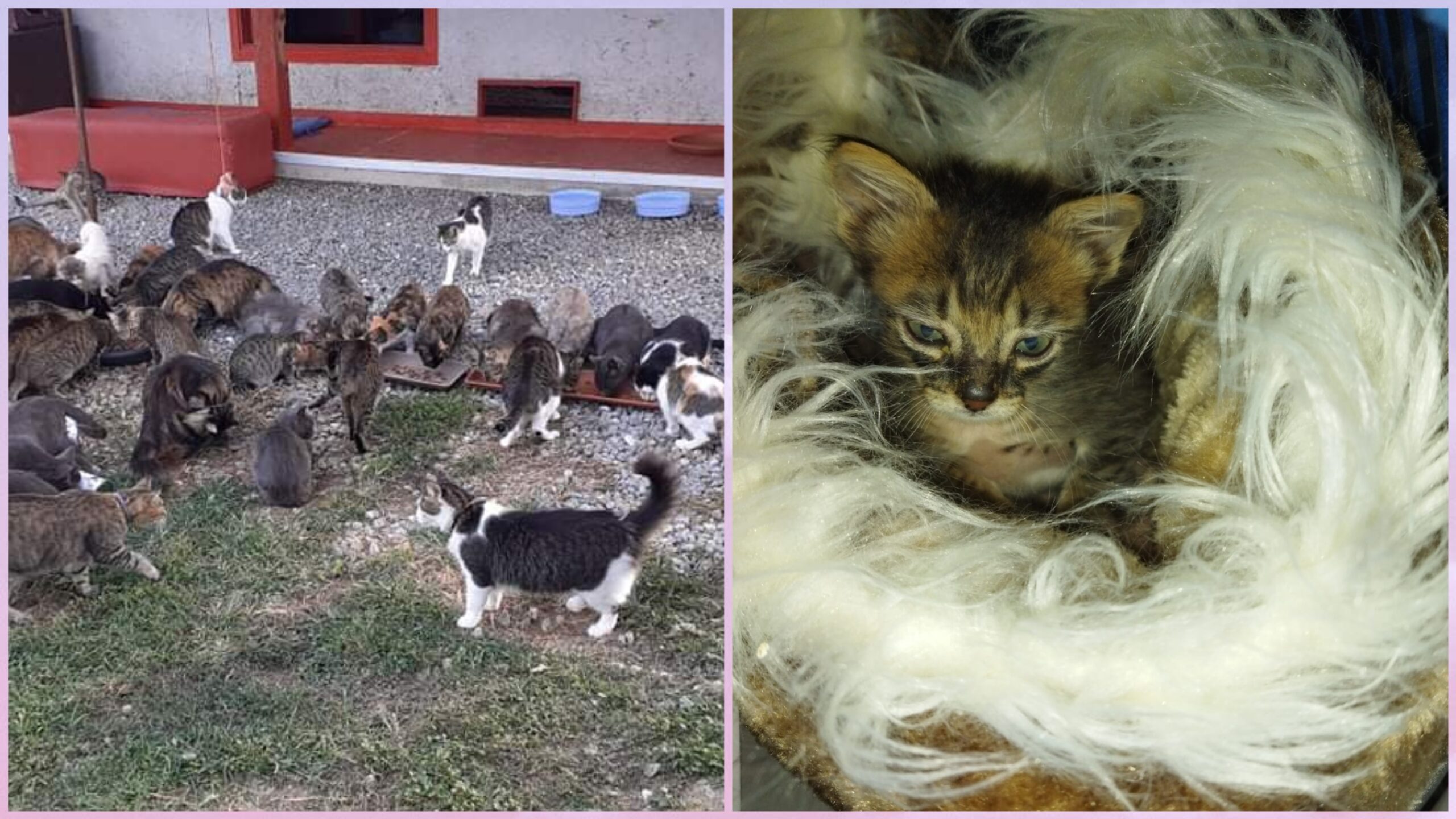 Aiutamo Icarus, un piccolo gattino sottratto alla morte: serve anche cibo per 400 gatti di strada