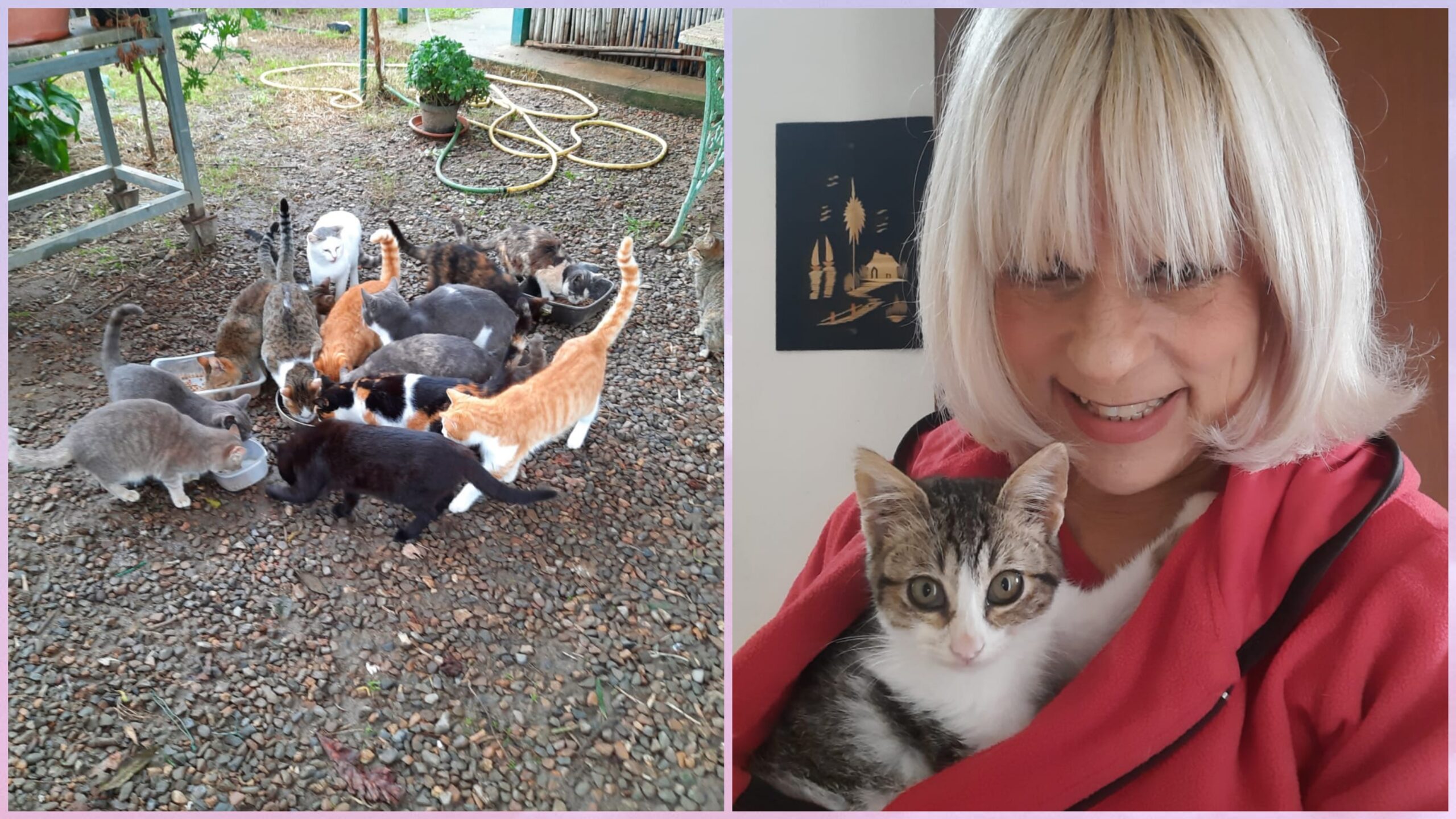 Sos per Tatina Simy di Capoterra: “Non riesco più a sfamare e curare i miei tanti gatti, aiutatemi”