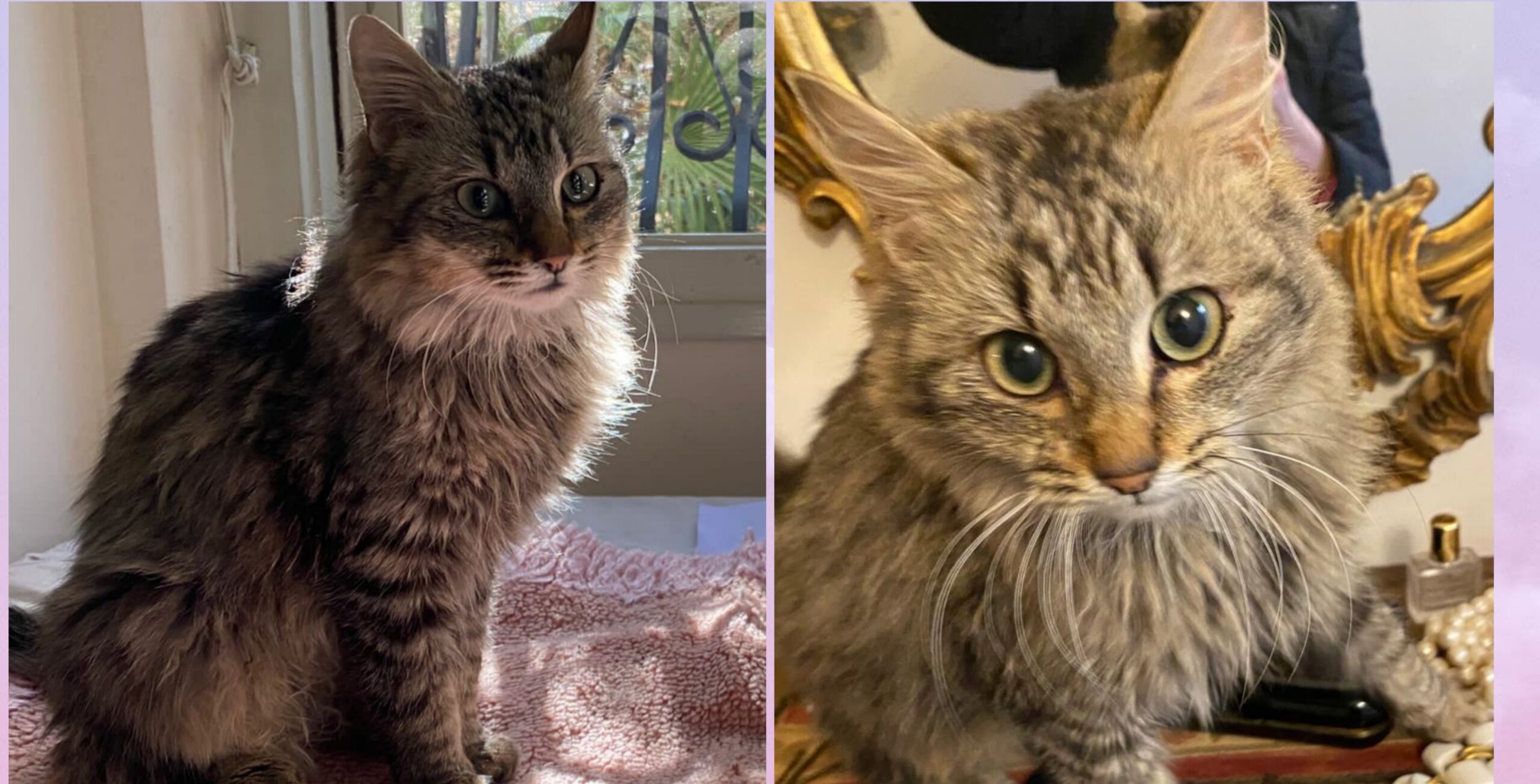 Sos per per un adorabile gattino salvato dal freddo e dalle auto