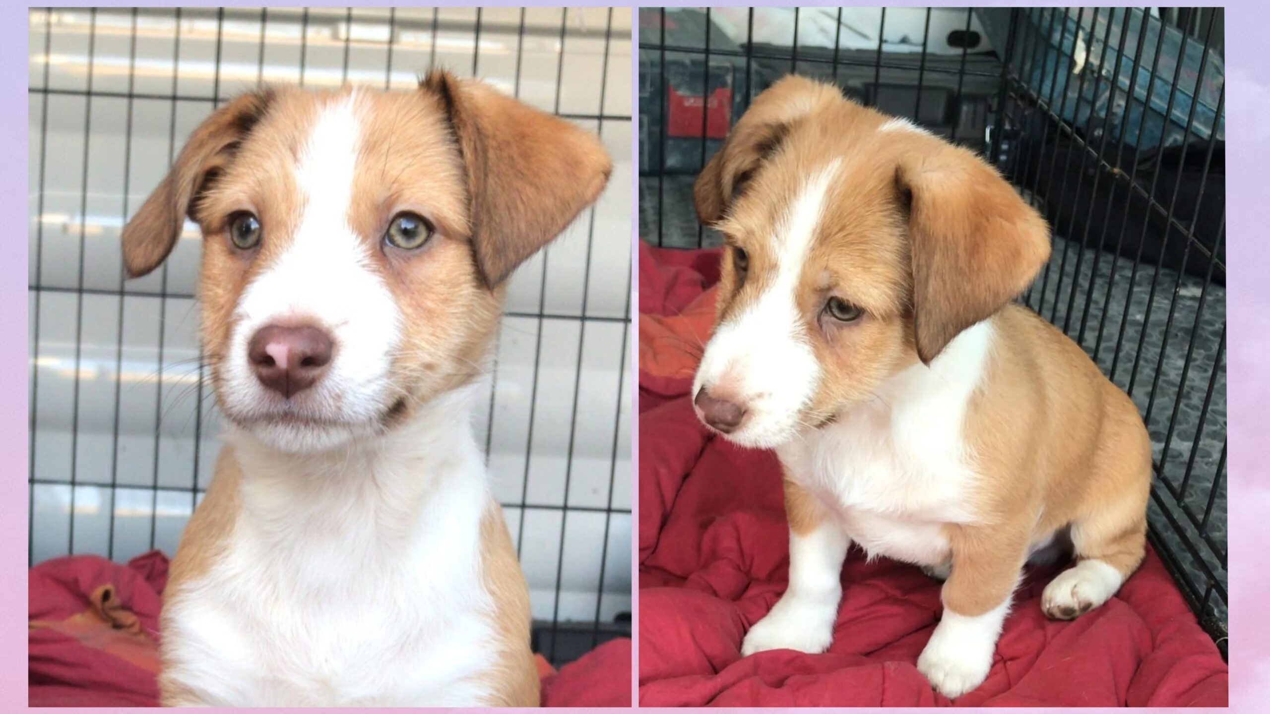 Brandon cerca una famiglia per la vita, appello a Radio Zampetta Sarda