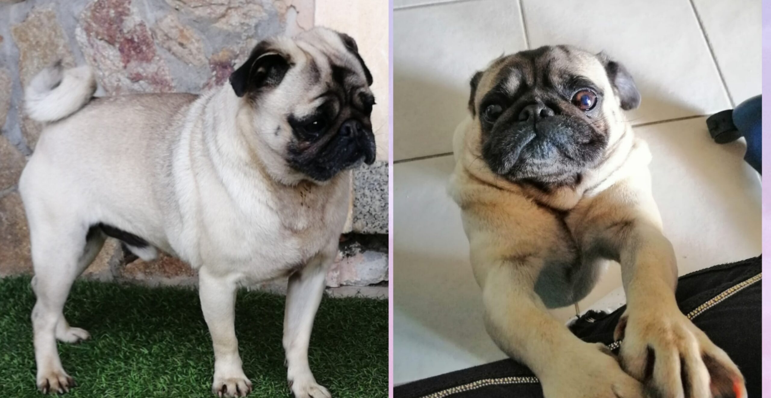 Radio Zampetta Sarda, appello di Susanna per ritrovare il suo carlino