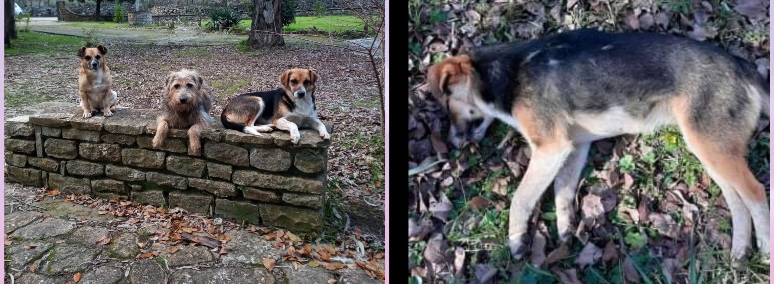 Uccisa a pallettoni la cagnolina del parco di Mandas, altri 2 cani scomparsi: morti anche loro?