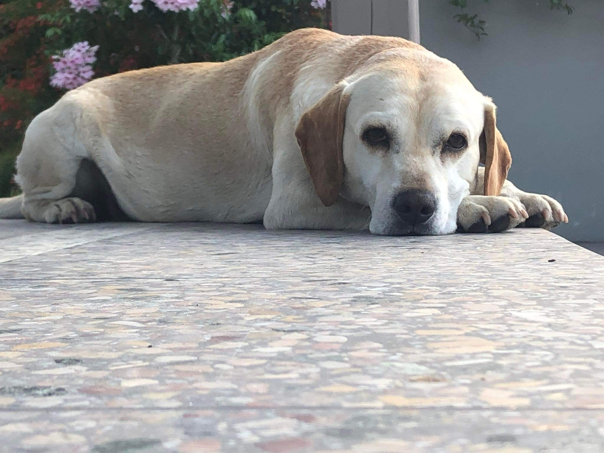 A Radio Zampetta Sarda l’appello di Giorgio: “Smarrito Max, aiutatemi a ritrovarlo”