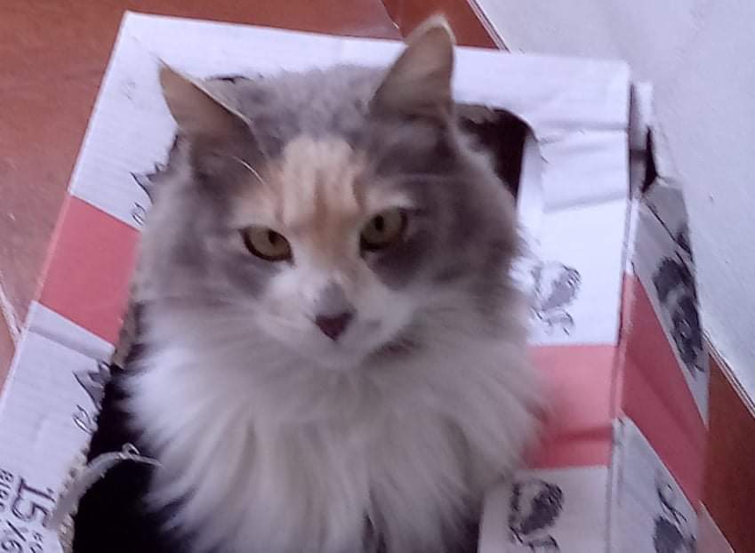 L’ appello a Radio Zampetta Sarda da Capoterra: “E’ scomparsa Trilli, aiutateci a trovarla”