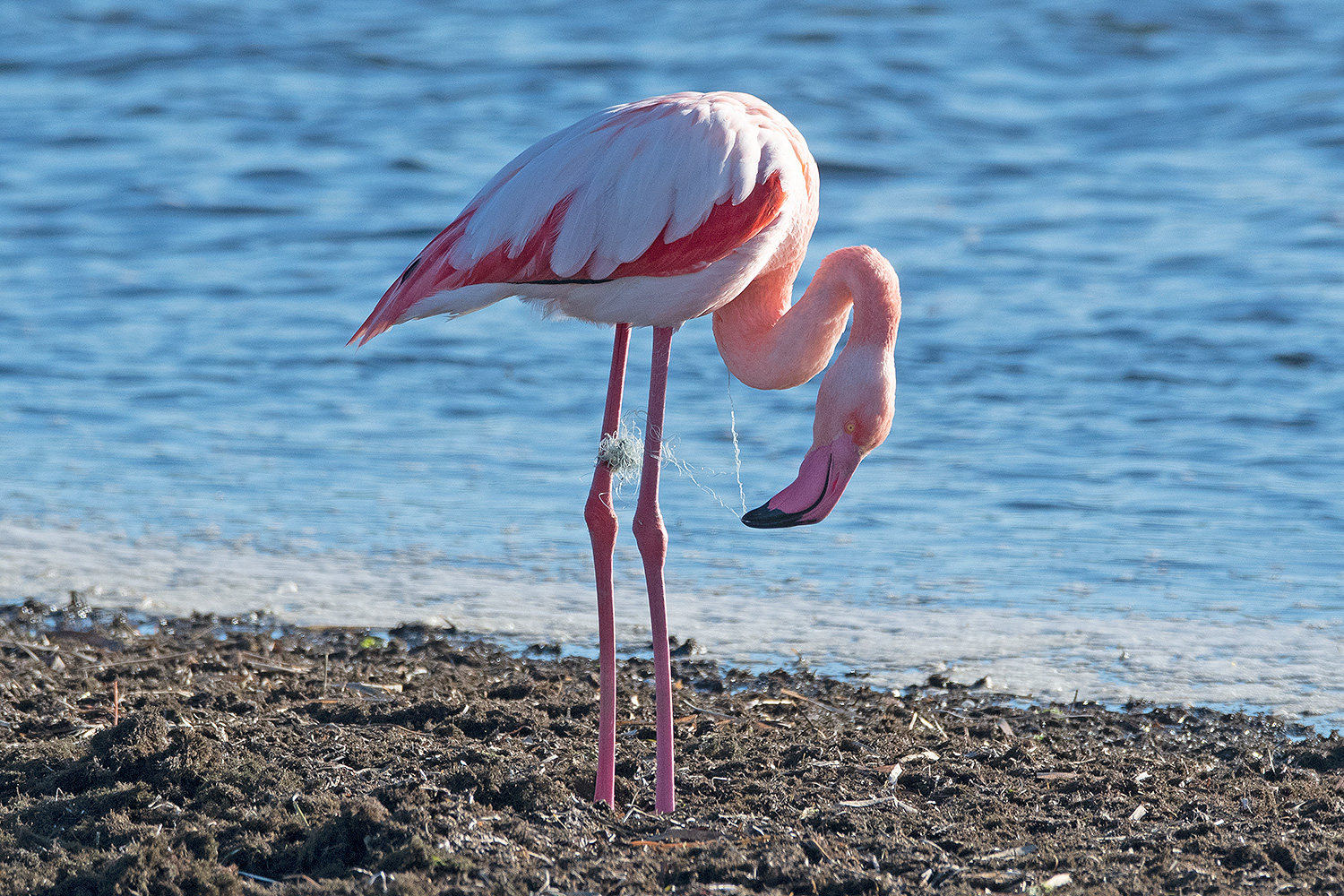 Un altro fenicottero rosa ucciso dalle lenze abbandonate a Oristano