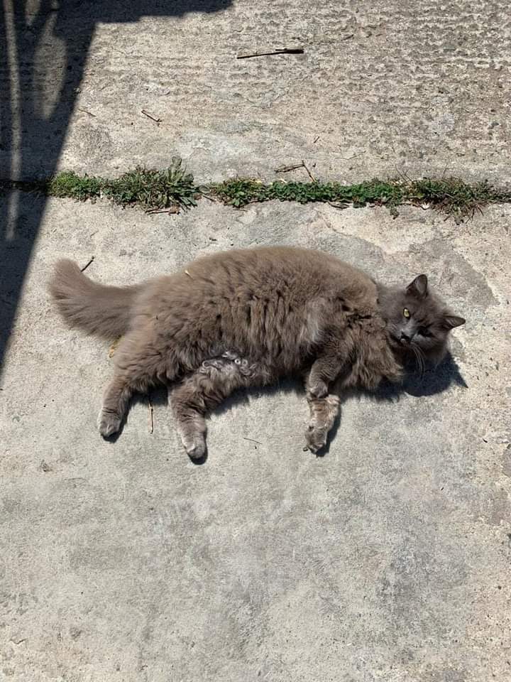 Sos per una gattina scomparsa a Quartu: “Aiutateci a ritrovare la dolce Joyce”