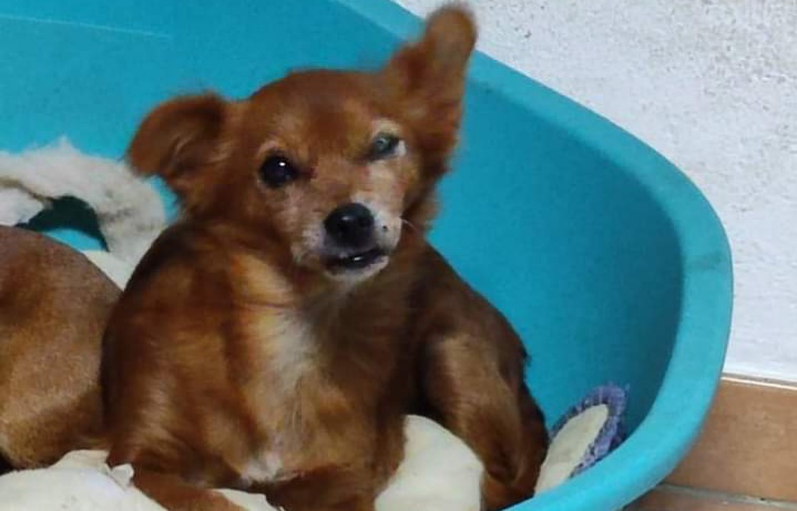 Radio Zampetta, sos di Alessandra di Sestu: “Snooky scomparsa da 3 giorni, aiutatemi a ritrovarla”