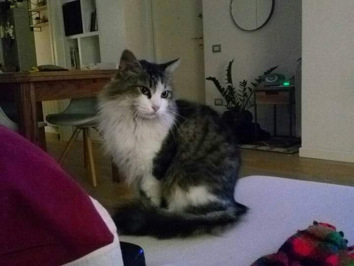 Radio Zampetta Sarda: Pedro si è smarrito a Cagliari, qualcuno lo riconosce?