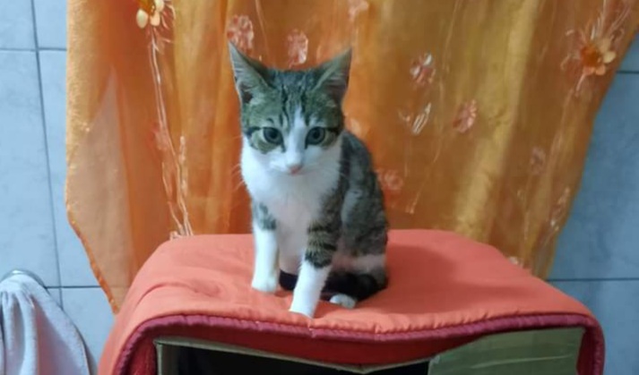 Radio Zampetta Sarda: picchiato e malnutrito Micetto è pronto per essere accolto in una vera famiglia