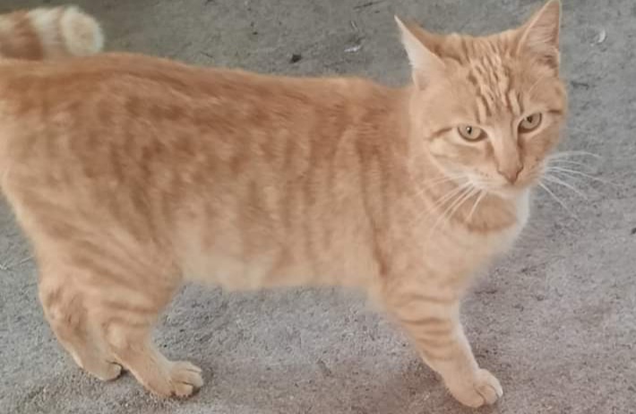 A Radio Zampetta Sarda appello per Tigrotto, micio timido che cerca famiglia