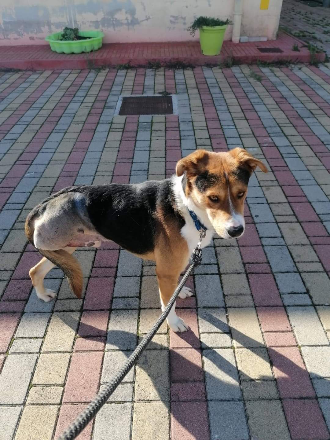 Radio Zampetta Sarda: “Troviamo una famiglia per Kebab”