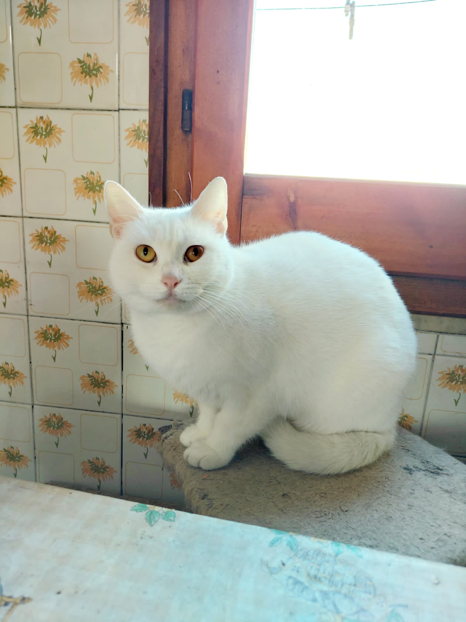 Radio Zampetta Sarda, adozione del cuore cercasi per la dolcissima Sole