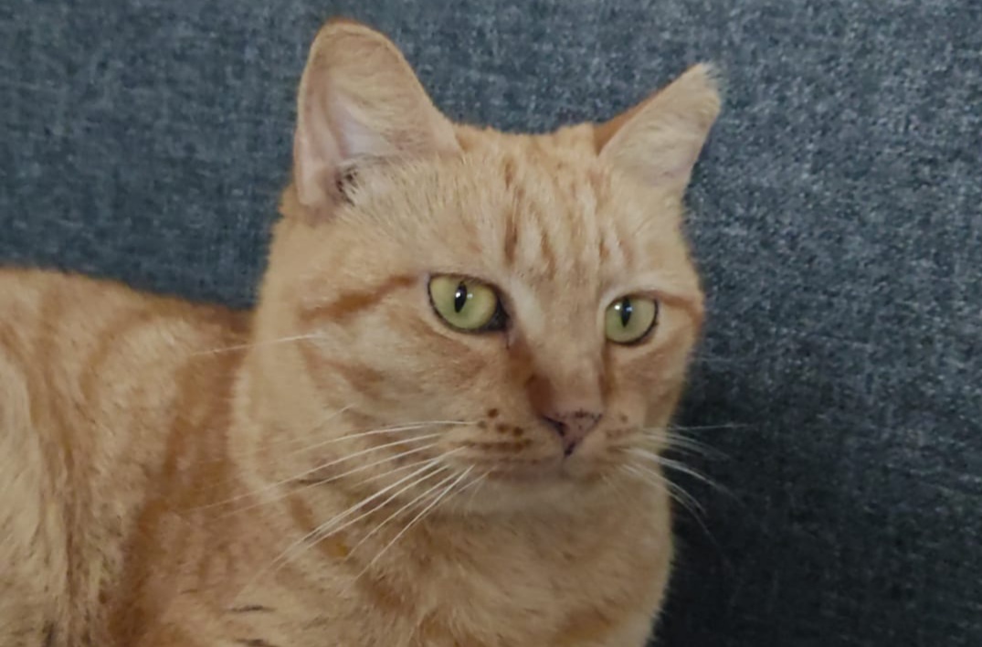 Cagliari, cercasi famiglia per la gattina Kira: “Abbandonata in strada dopo la perdita della padrona”