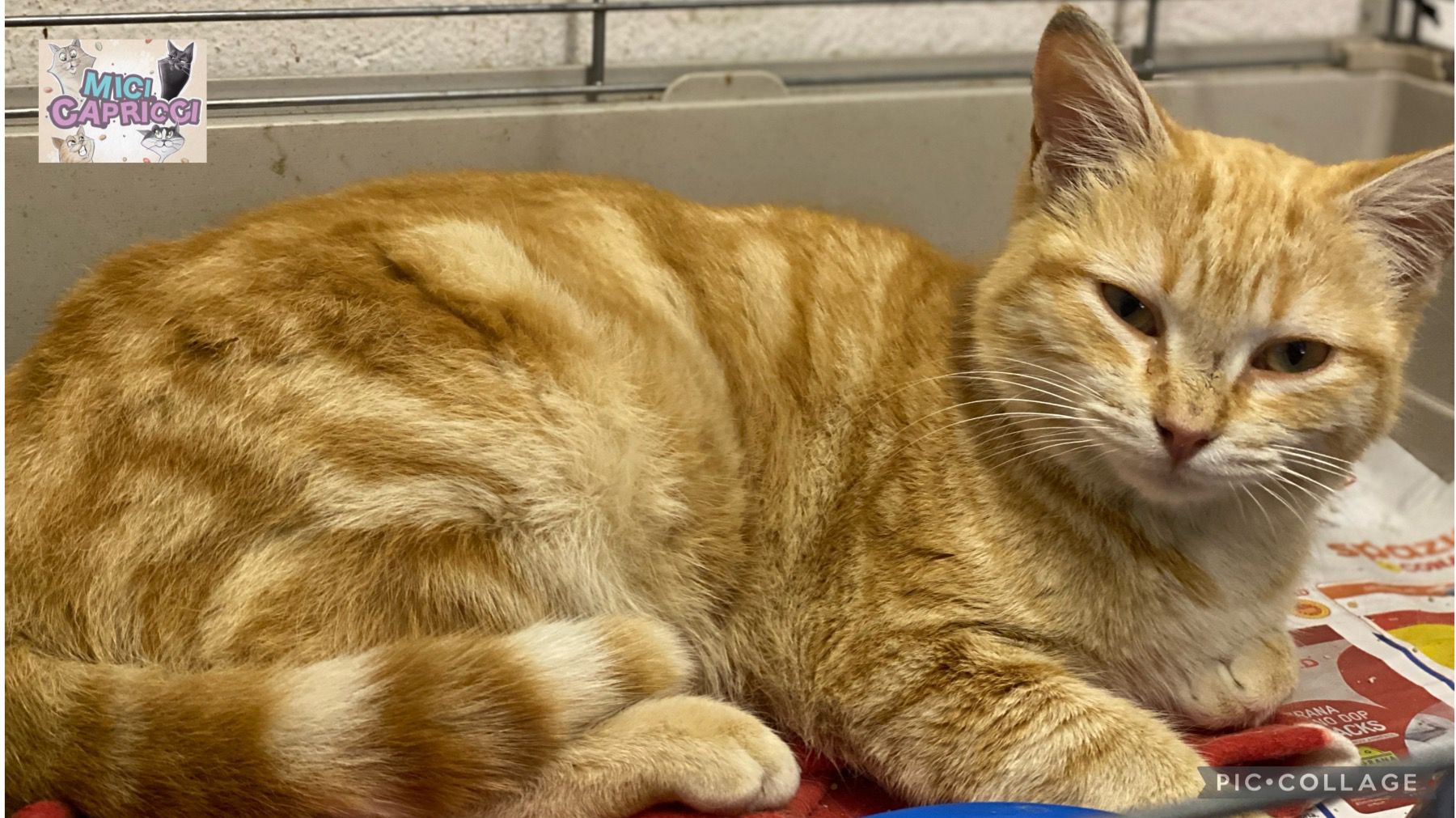 Radio Zampetta Sarda: adozione del cuore per la dolcissima Lea