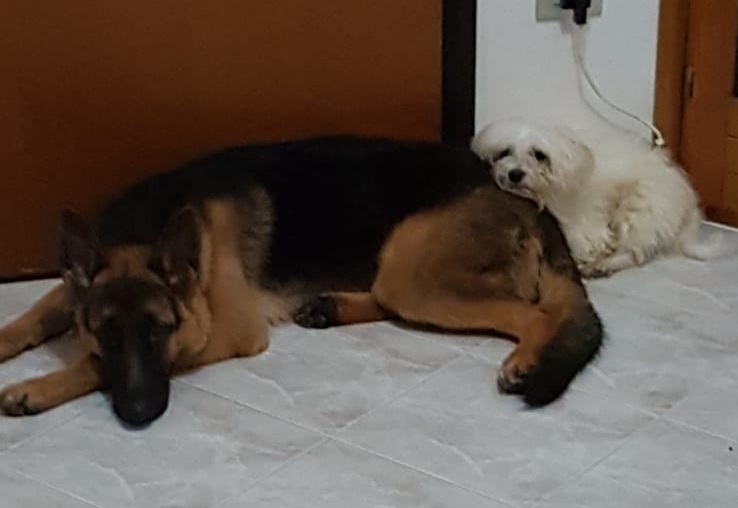 Radio Zampetta Sarda: cercasi stallo per Rey e Willy