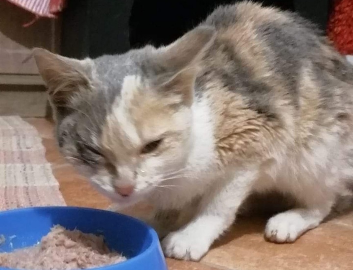 Radio Zampetta Sarda, adozione del cuore per Melis