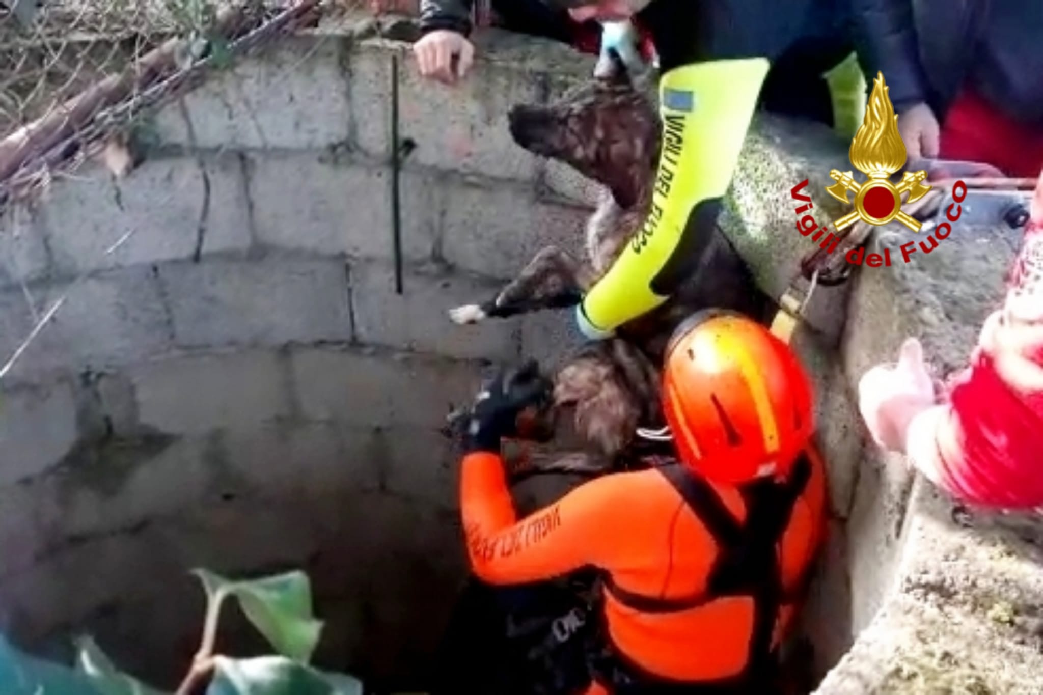 Dolianova, cane precipitato in un pozzo salvato dai Vigili del fuoco