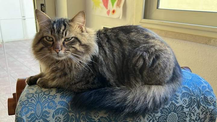 Sos per Steve, il gattino smarrito in via Cadorna a Quartu: ha paura di tutto, ritroviamolo