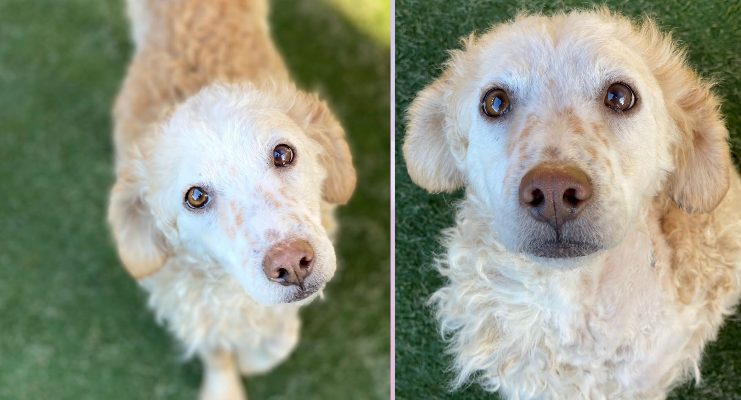 Una casa per la dolce Pecorella, l’appello a Radio Zampetta Sarda