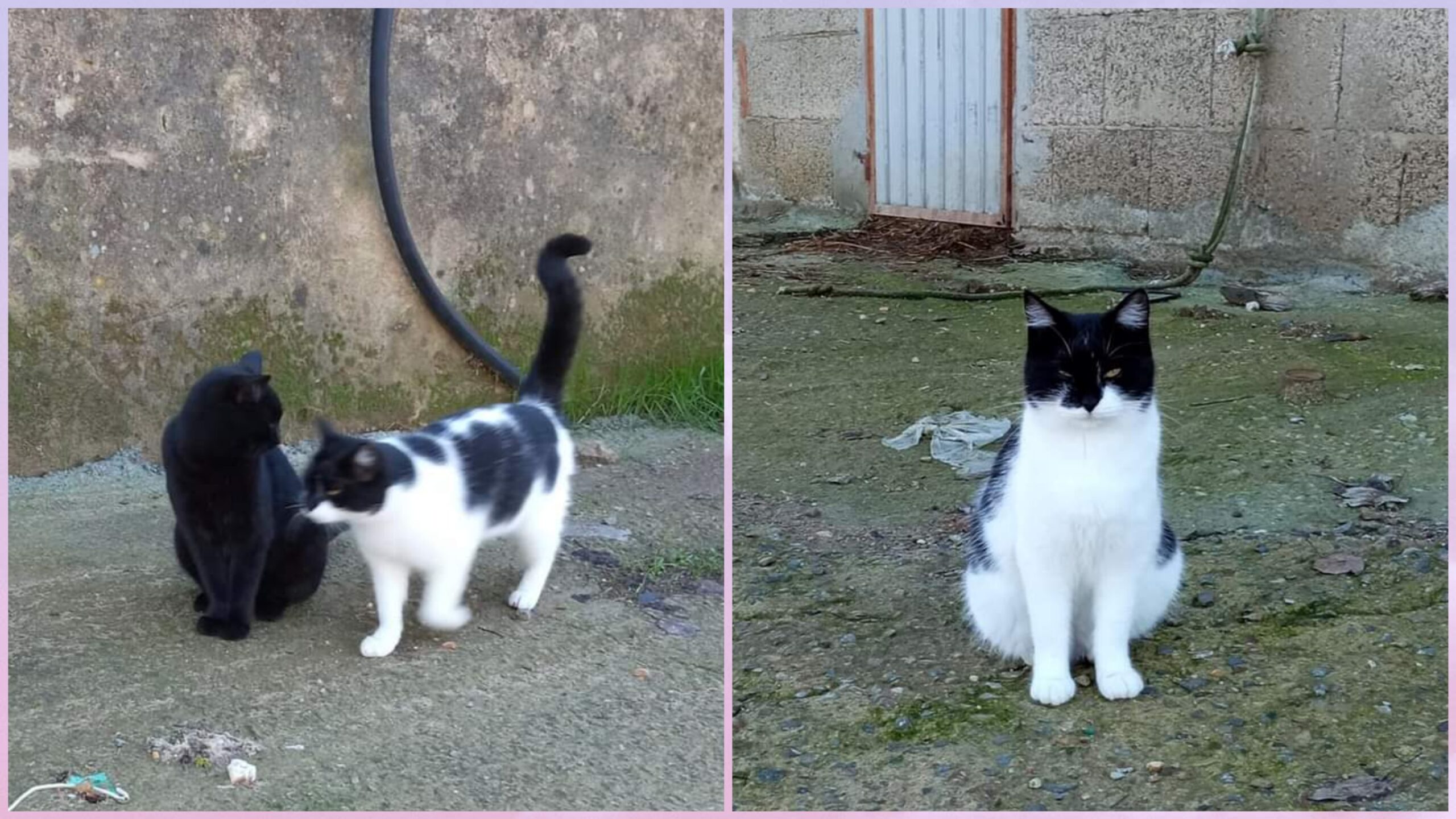 Cortexandra, Sestu: “Gattini allo sbando, aiutatemi a salvarli”