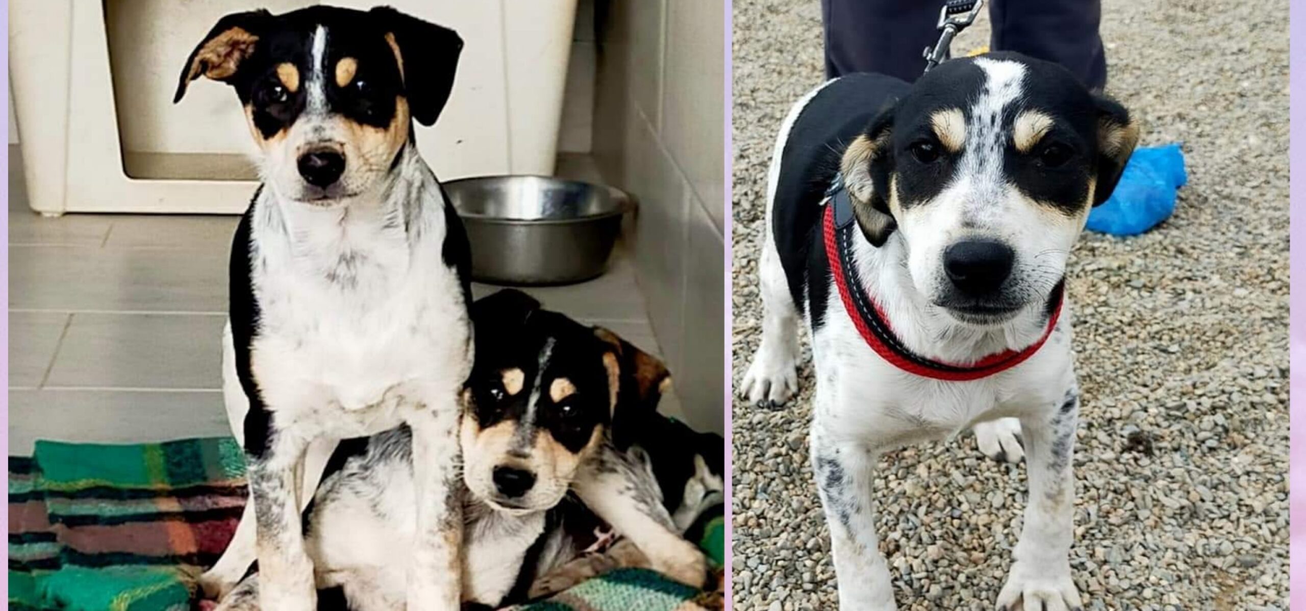 A Radio Zampetta Sarda appello del cuore per 3 cuccioli