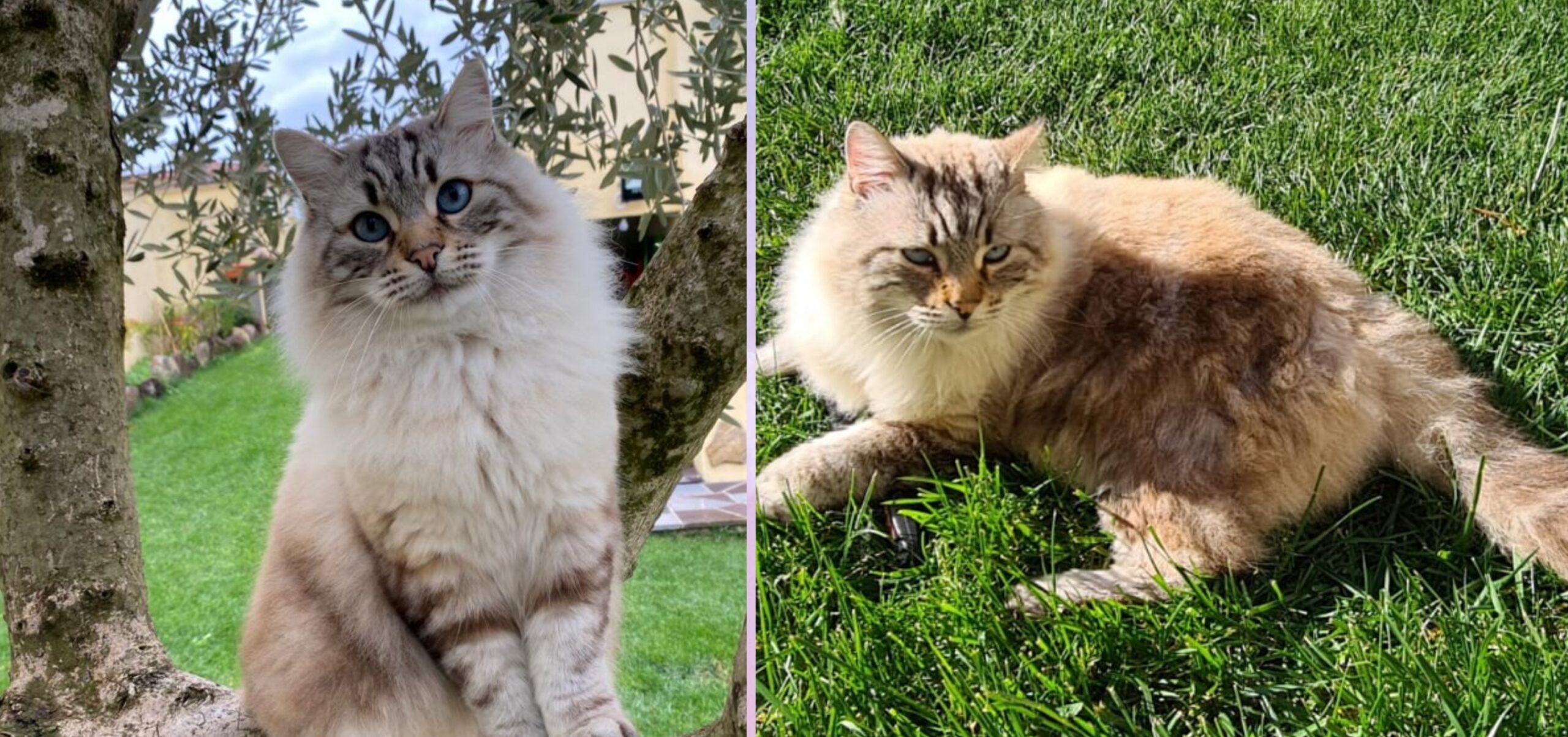 Radio Zampetta Sarda, ricompensa da mille euro per chi riporta a casa Banny, smarrito a Dolianova