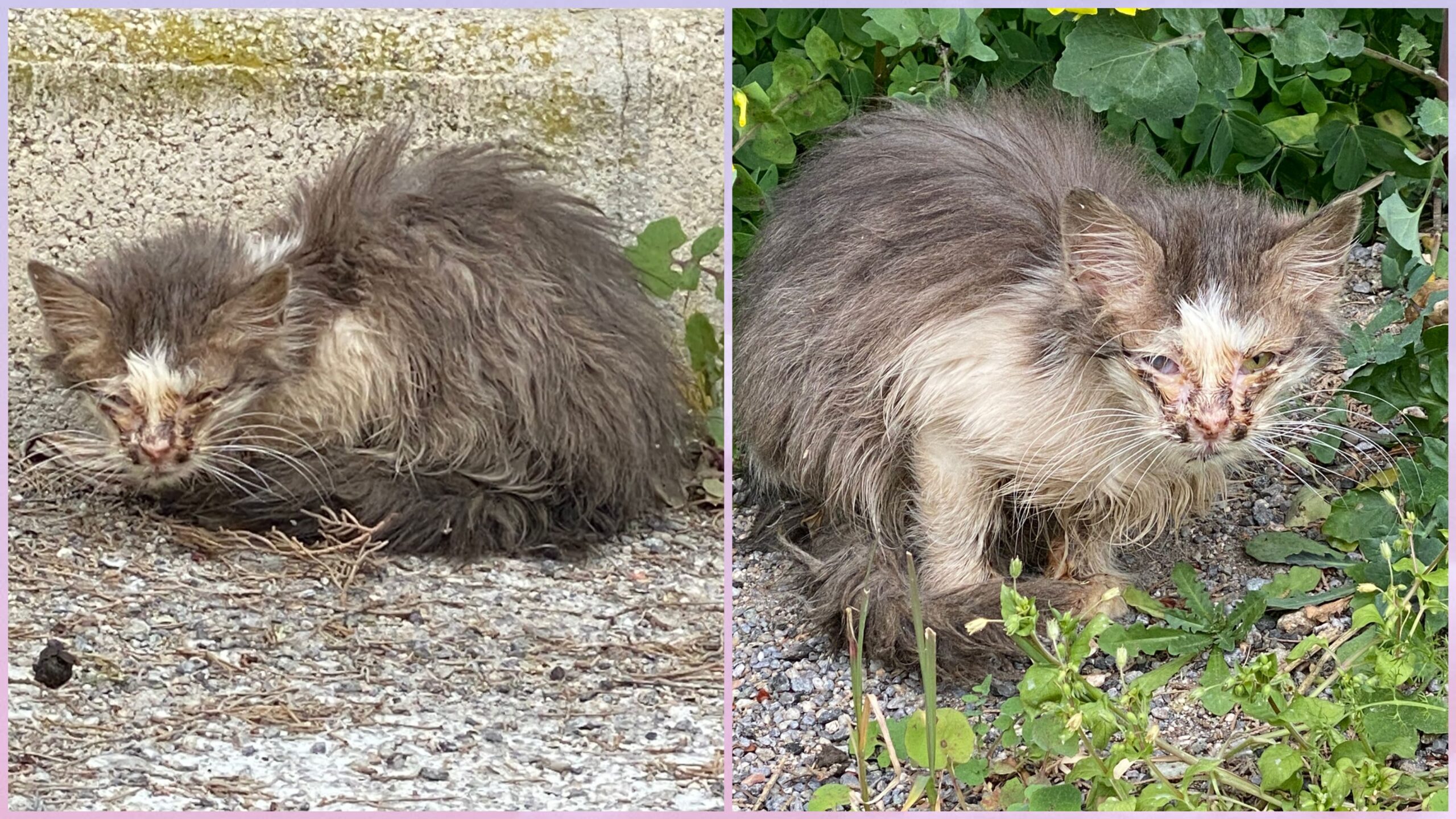 Sos per salvare una gattina ai limiti della sopravvivenza a Sestu
