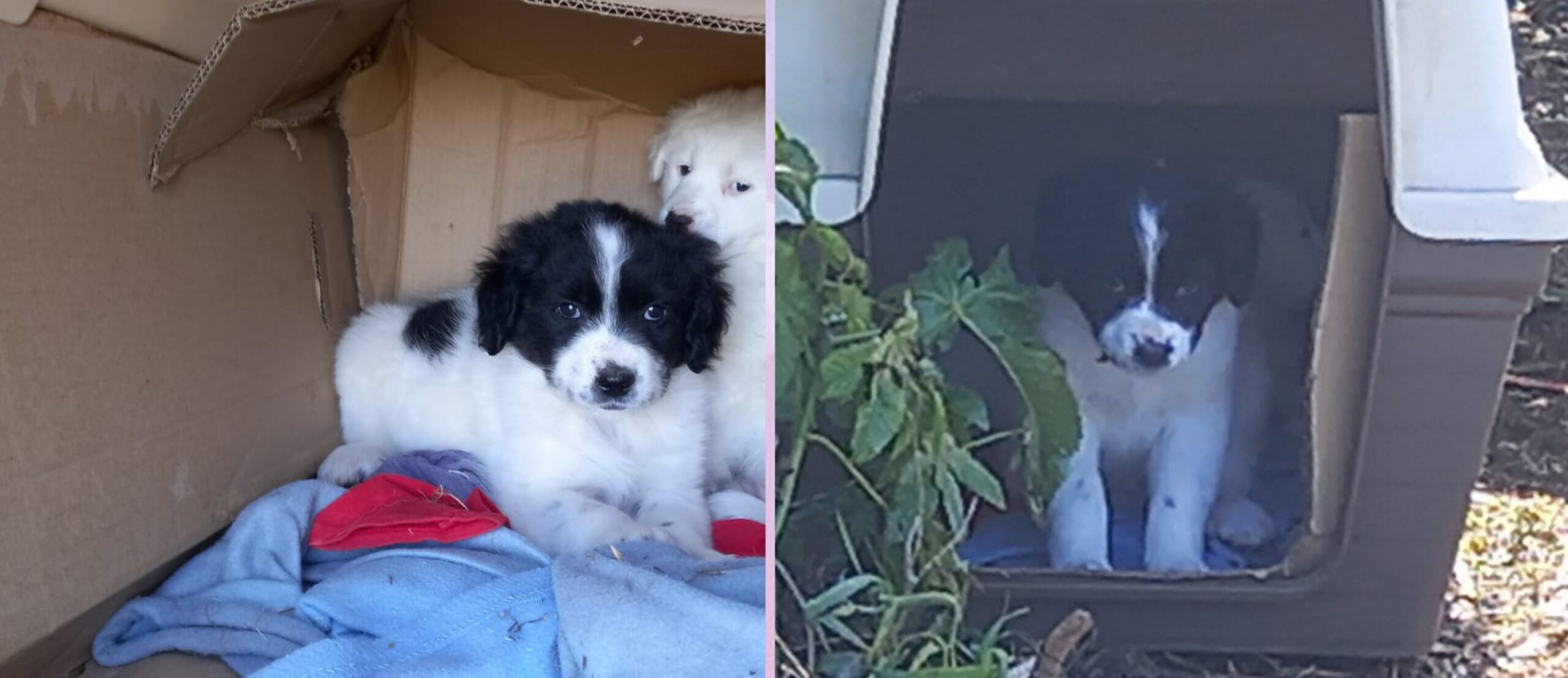 Arturo, 45 giorni di tenerezza, aspetta una vera famiglia dopo una rinuncia di adozione: aiutiamolo!