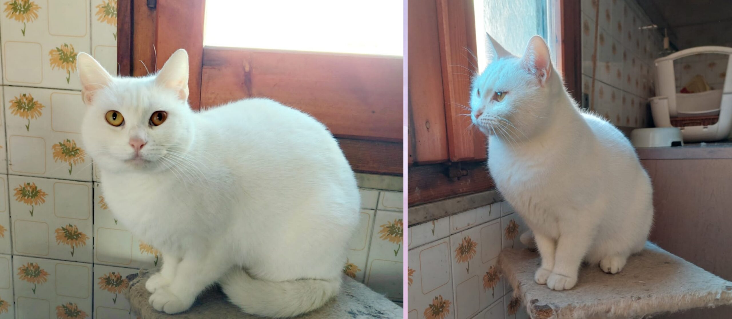 AAA cercasi una vera adozione del cuore per la dolcissima Sole: merita tanto amore