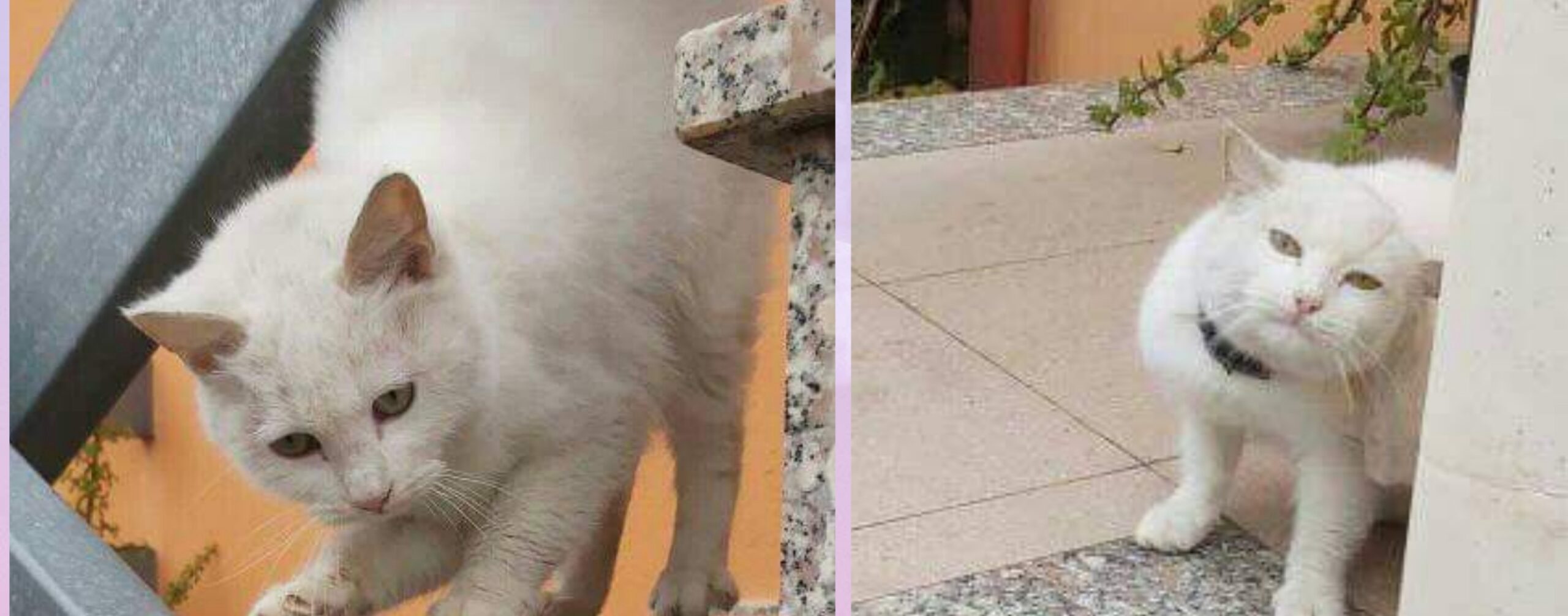 Sos a Radio Zampetta Sarda per un micio trovato a Serramanna: chi lo riconosce?