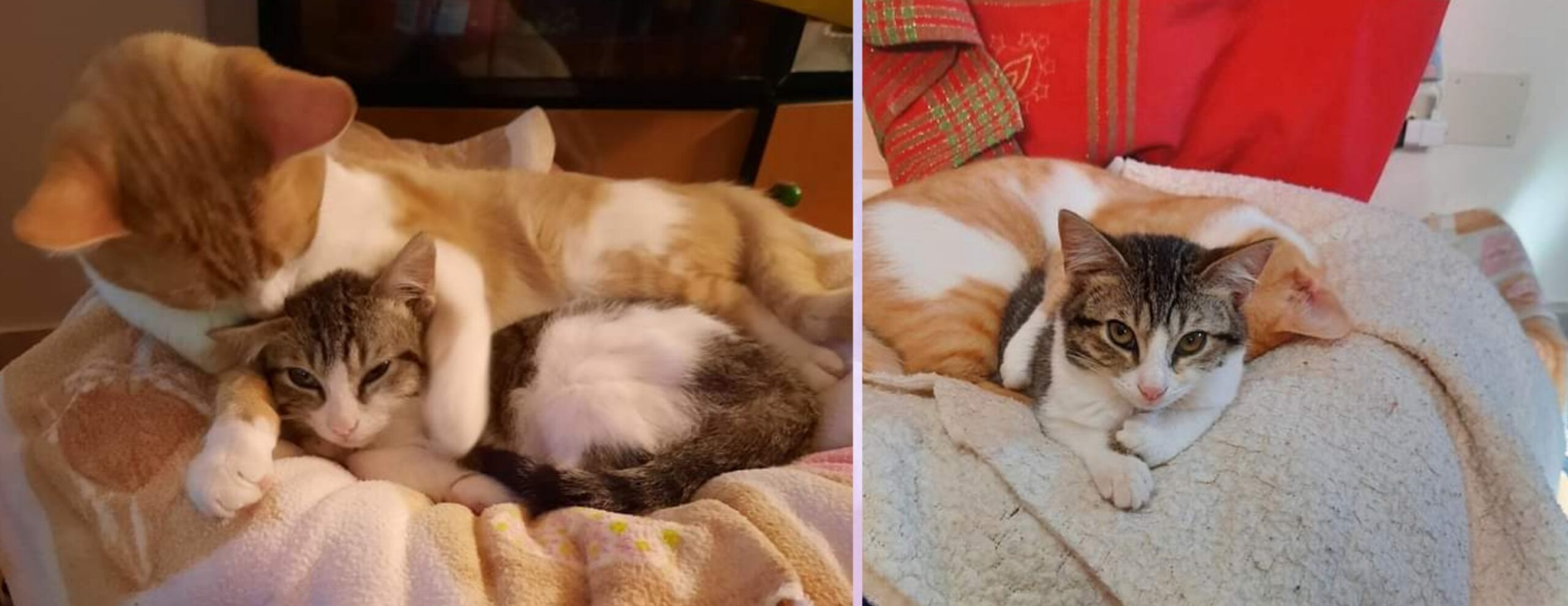 Sos a Radio Zampetta Sarda: “Briciola sta male e ha bisogno di cure, aiutatela”