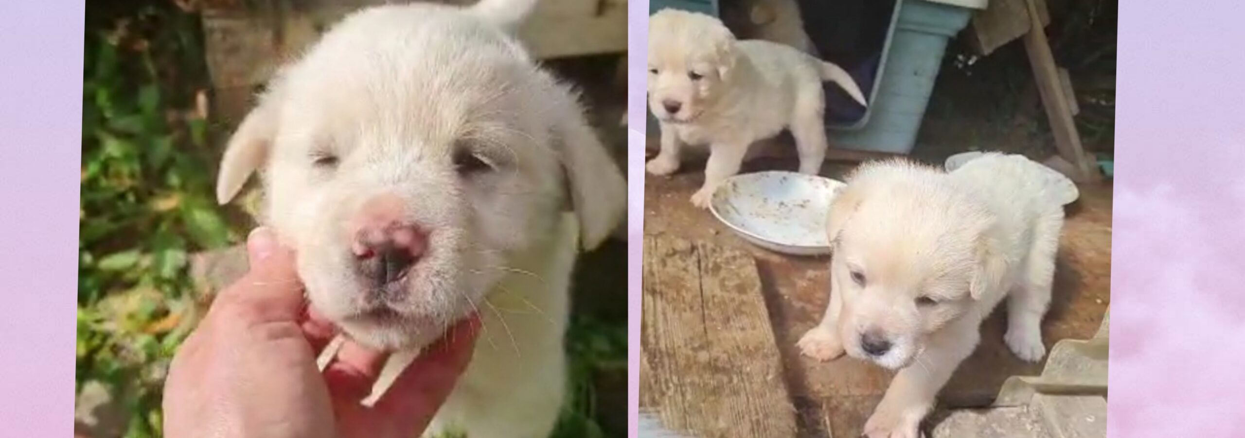 Abbandonati 6 dolcissimi cuccioli a Guspini, Sos per l’adozione