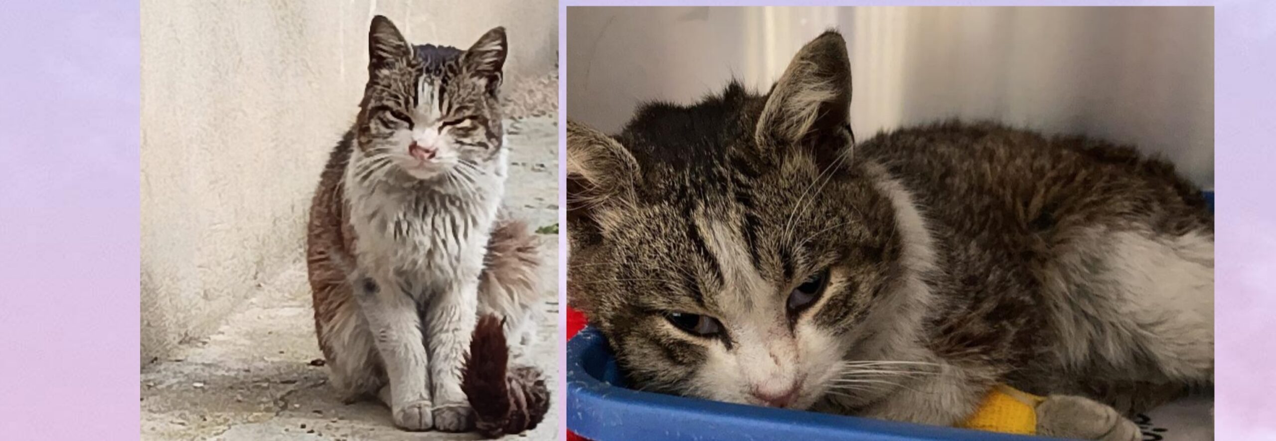 Carletto a Radio Zampetta Sarda: ritrovato a Quartu, chi lo riconosce?