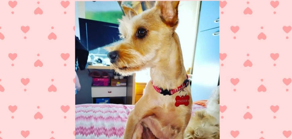 Aiutiamo Oriana a ritrovare Lilly, è scappata dall’area cani di Monteclaro