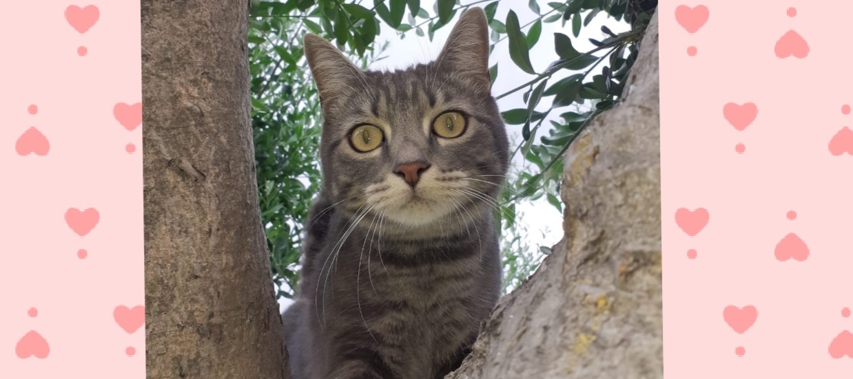 Sos a Quartu, la dolce gatta Minù è scomparsa da due giorni a Flumini