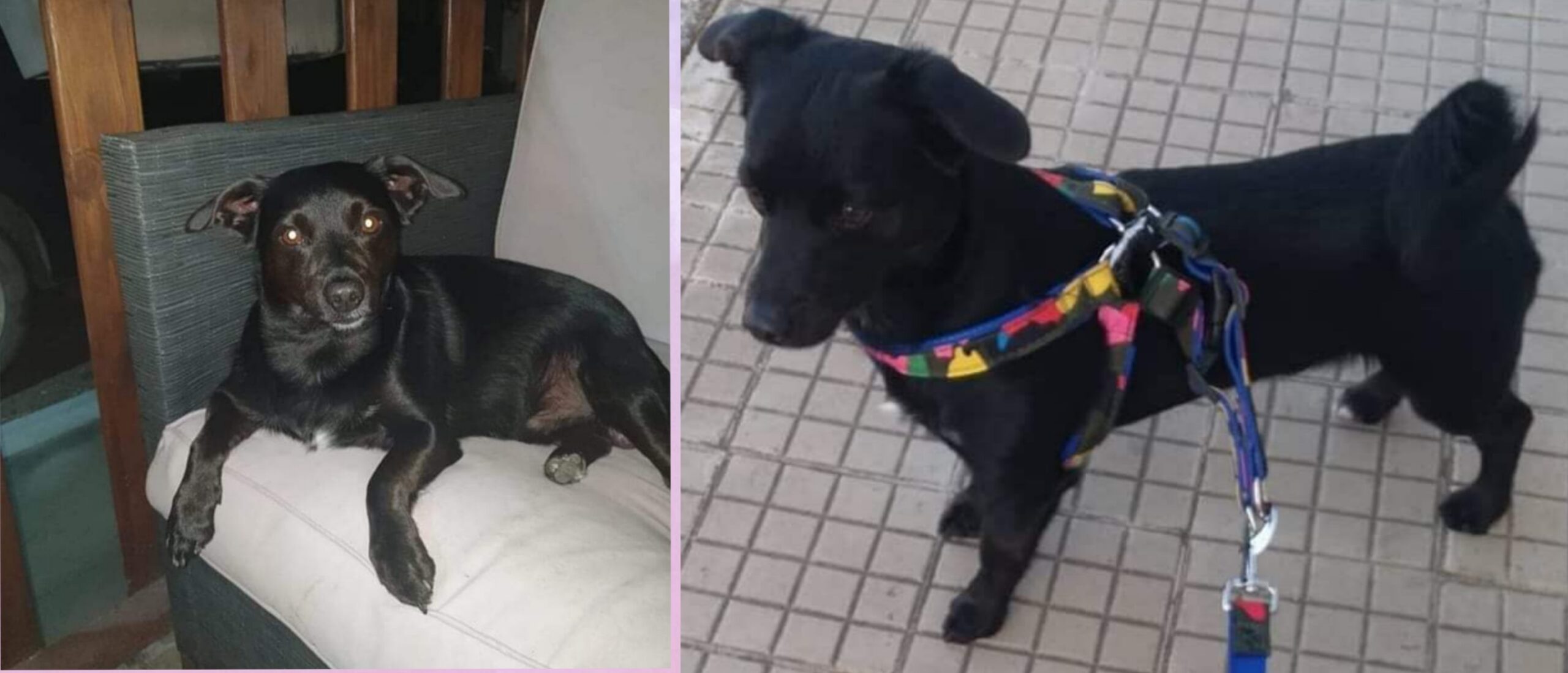 A Radio Zampetta Sarda l’sos per Tiago, smarrito a Elmas