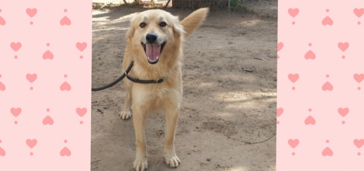 Adotta un cane dal canile di Cagliari: una casa per la dolcissima Fufy