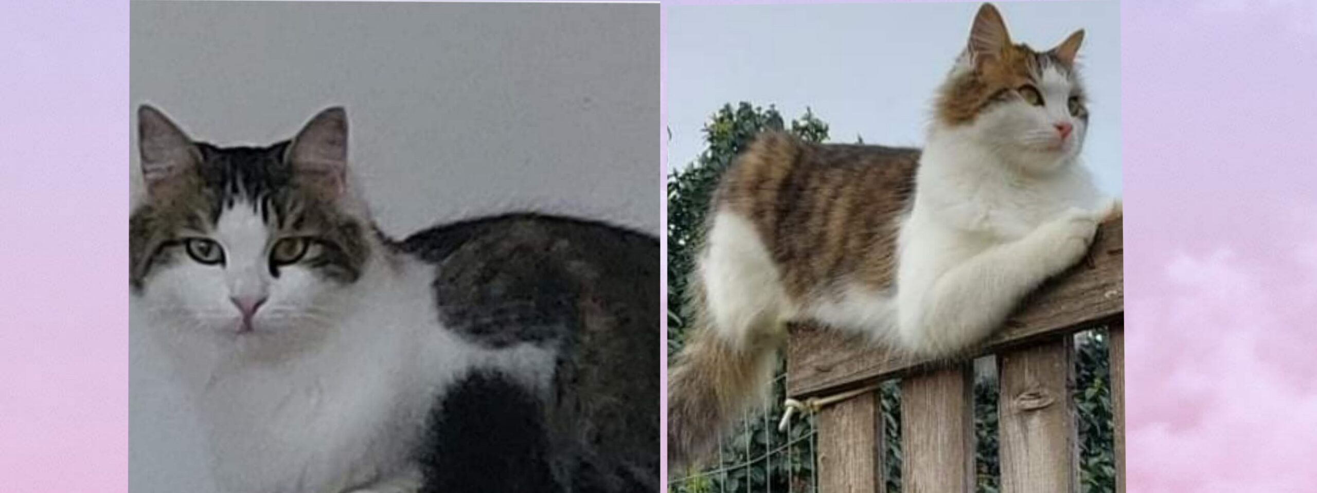 Wendy è scomparsa a Maracalagonis: l’appello a Radio Zampetta Sarda