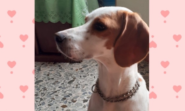 Radio Zampetta Sarda: adozione per un segugio istriano rinuncia di proprietà