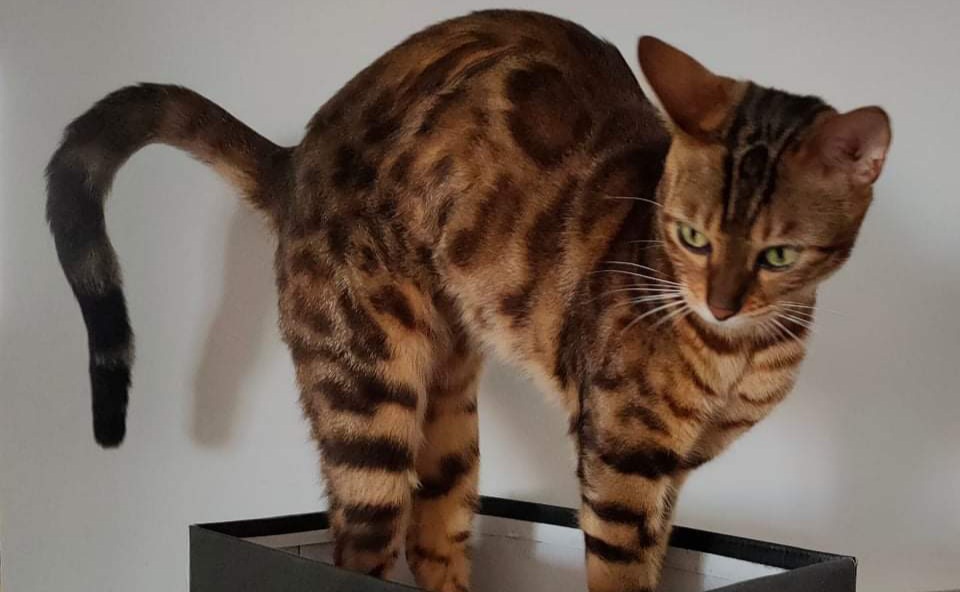 Sos a Radio Zampetta per  Maka, gatta del Bengala scomparsa a Cabras