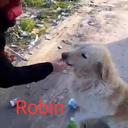 Radio Zampetta Sarda: cercasi una casa per Robin